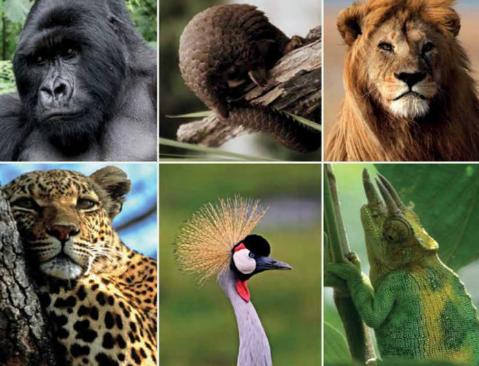 Uganda Wildlife
