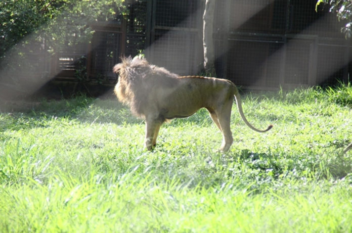 Kibonge - Uganda's Oldest Lion