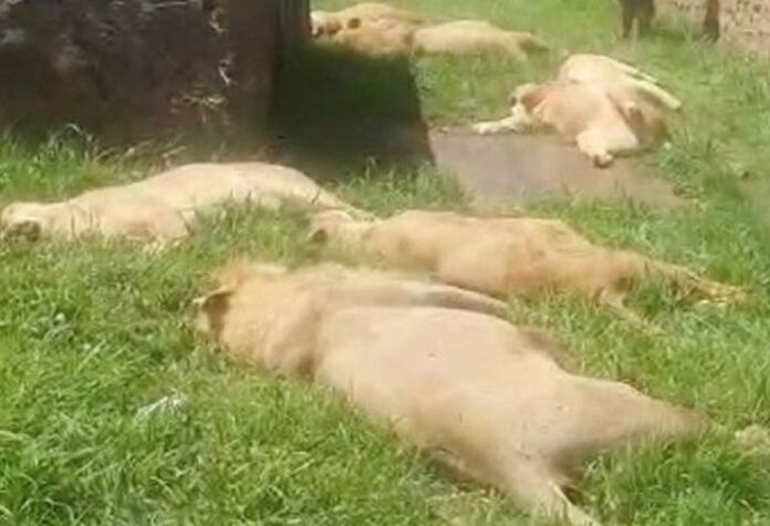 Poisoned Lions in Uganda