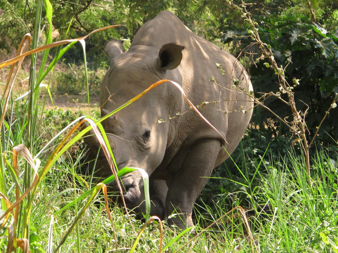 UWEC Rhino