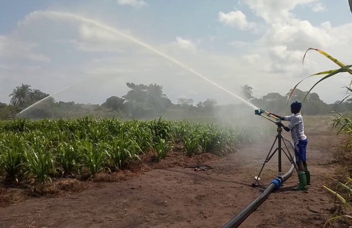 Irrigation in Uganda