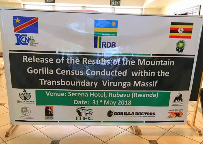 Virunga Census