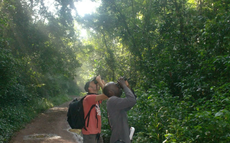Mabira Forest