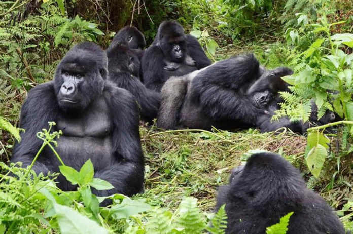 Hirwa Gorilla Family