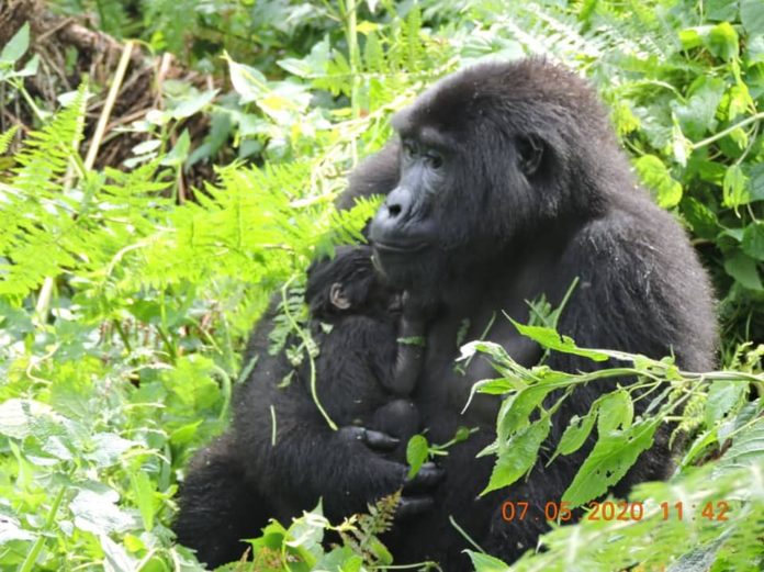 Nshongi Baby Gorilla