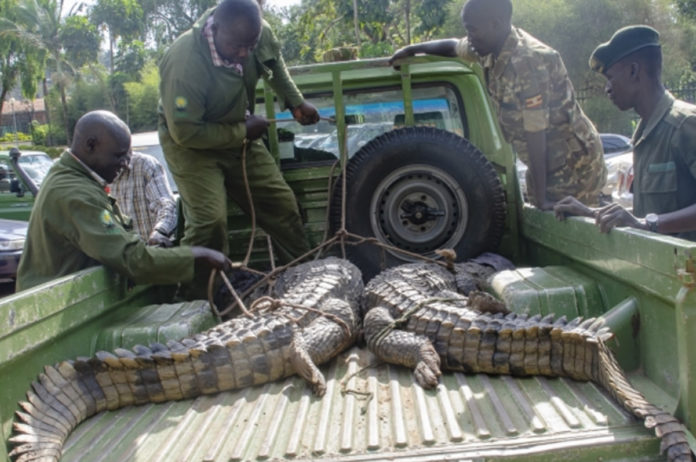 Buyende Crocodiles