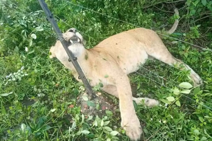 Lion Electrocuted in Uganda