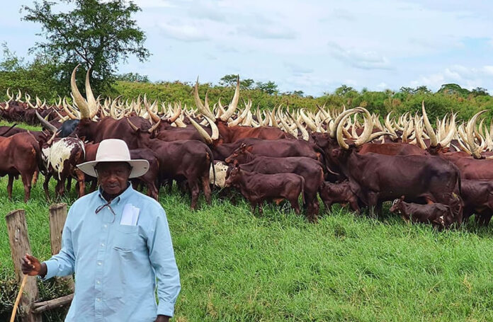 Uganda Livestock